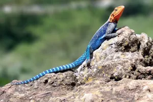 agama lizard