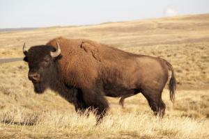 Buffello