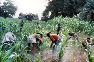 farmers